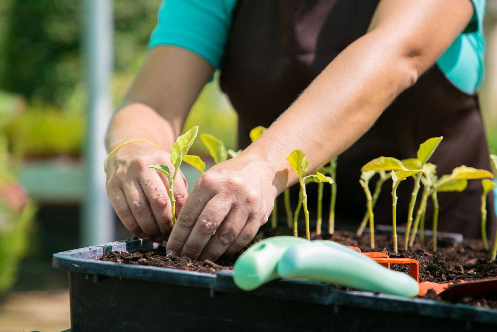 Verified gardener planting seedlings